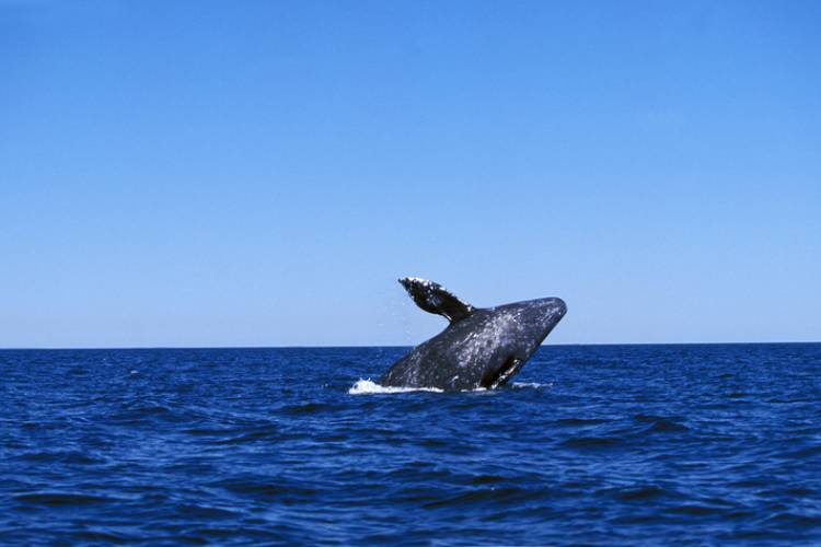 whale watching oregon coast